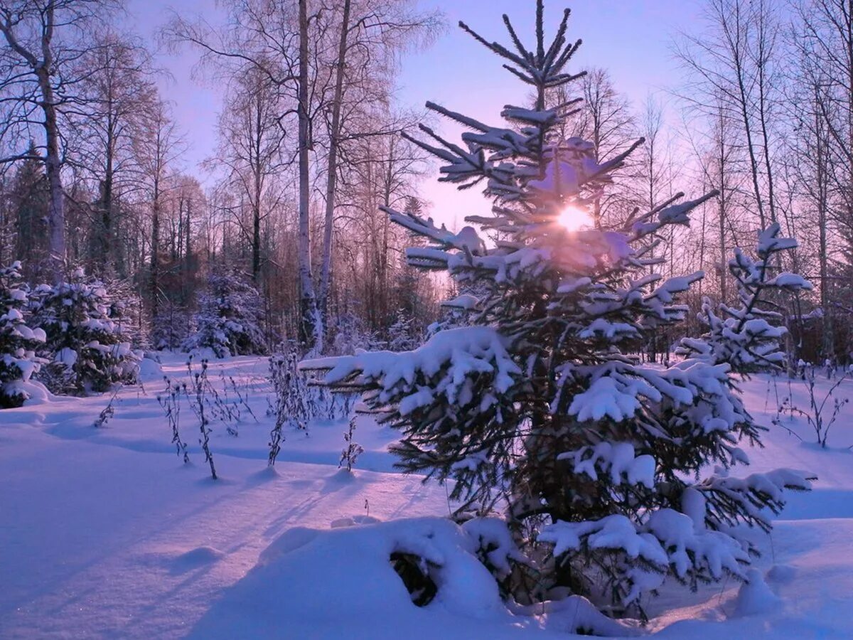 Фотография Елочка пушистая Фотографии Ухты - ель