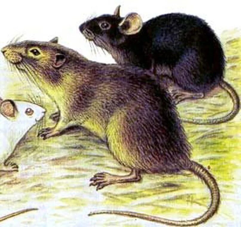 Серая и черная крысы. Черная крыса. Конкуренция серой и черной крысы. Черная крыса и серая крыса. Вытеснение черной крысы серой крысой