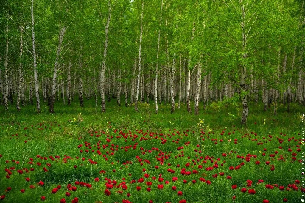 Разнообразие природы лесов. Кумысная Поляна Саратов растительный мир. Лесостепь Саратовской области. Растительность лесостепной зоны Саратовской области. Заказник Степной Омская область.