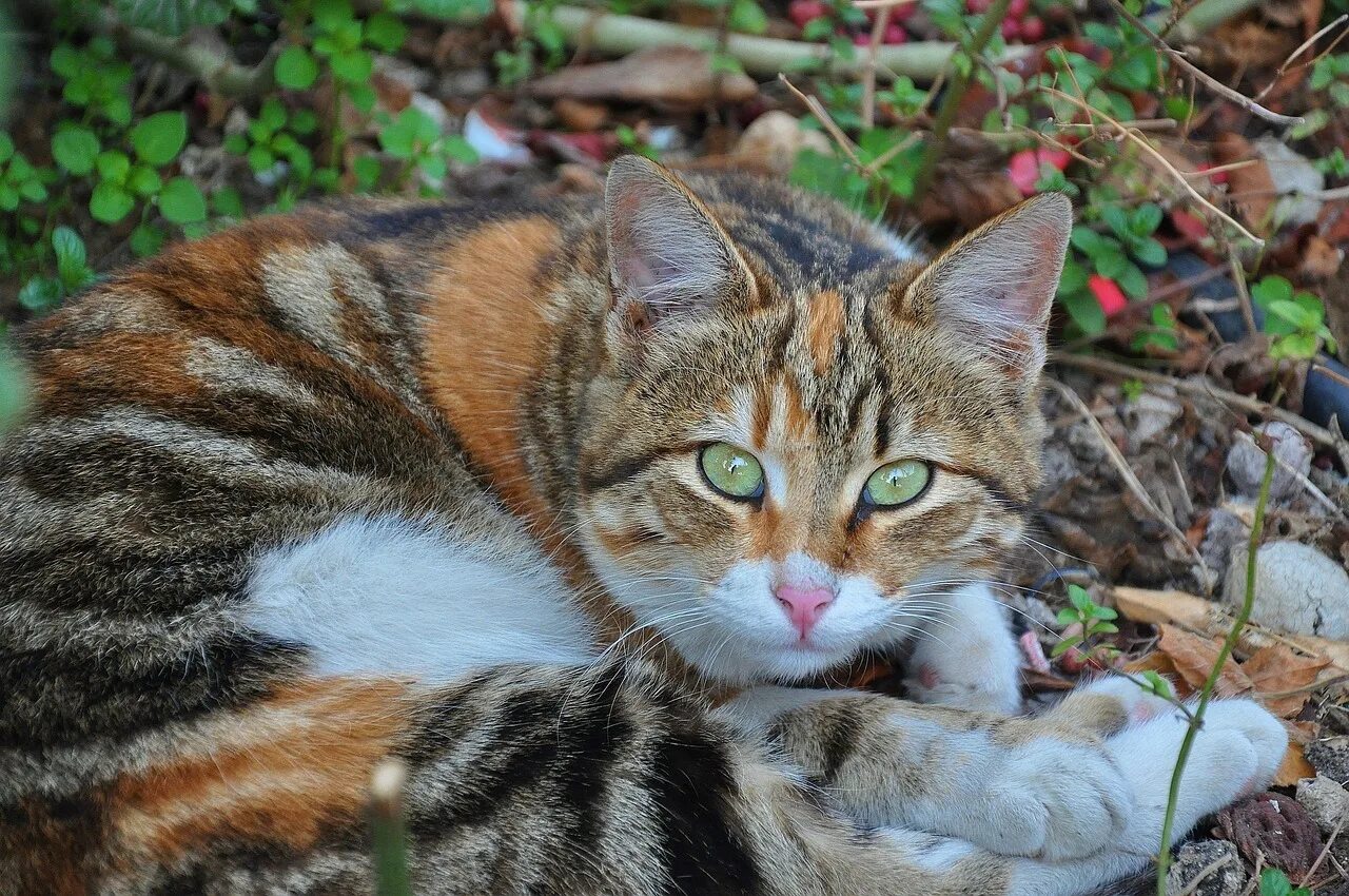 Кошка кошачий. Трехцветная полосатая кошка. Рыже серая кошка. Семицветная кошка. Пятицветная кошка.