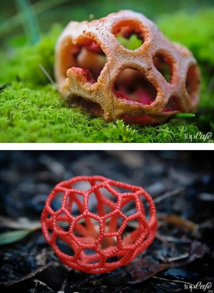 Покажи редкие грибы. Редкие ядовитые грибы. Покажи редкие грибы. Самые редкие грибы. Гриб решеточник красный царство.