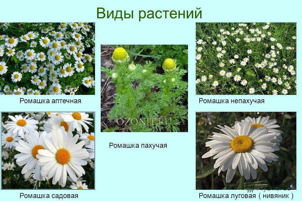 Отличить ромашку аптечную