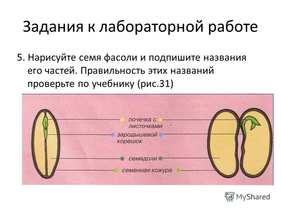 Строение семян тест. Семя и название его частей. Части семени фасоли. Строение семени. Строение семени с названиями.