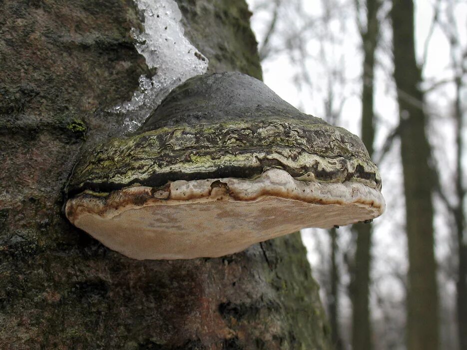 Трутовик обыкновенный fomes fomentarius. Трутовик настоящий fomes fomentarius. Гриб трутовик настоящий. Трутовик ложный осиновый.