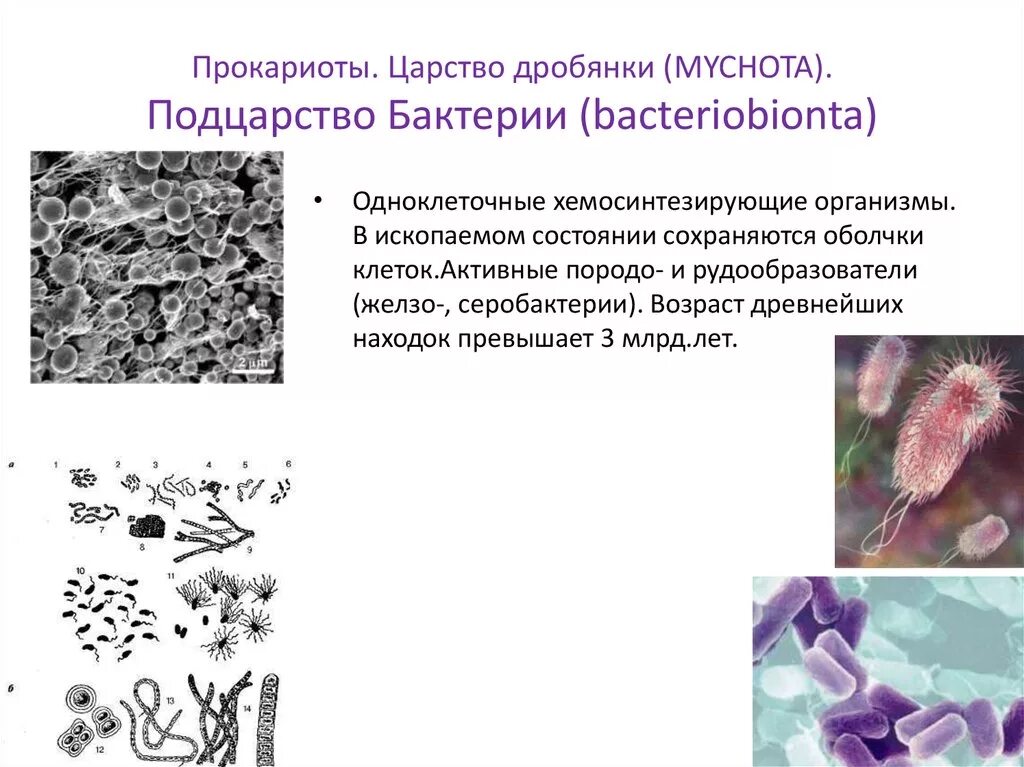 Микроорганизмы прокариоты