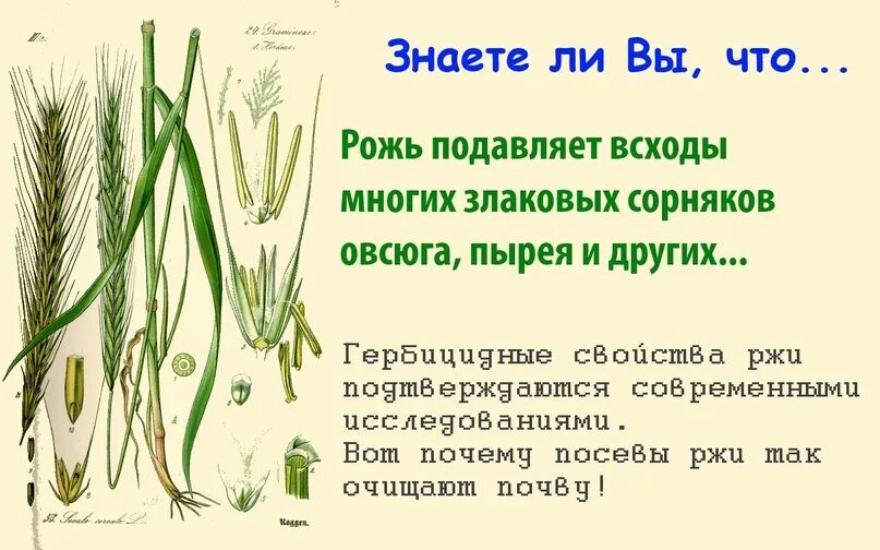 Роды злаковых. Морфологическое строение пшеницы озимой мягкой. Озимая рожь строение. Строение озимой ржи. Рожь особенности.