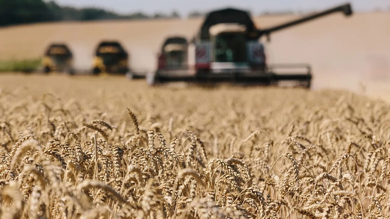Почему зерно украины. Сбор пшеницы. Экспорт зерна. Зерно Украина. Пшеница Украина.
