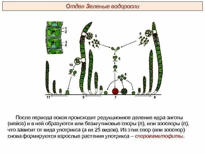 В жизненном цикле водорослей преобладает. Цикл водоросли улотрикс. Многоклеточные зеленые водоросли улотрикс. Спорофит улотрикса. Улотрикс жизненный цикл.