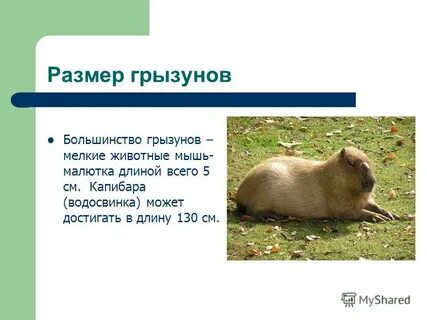 Размер грызунов
