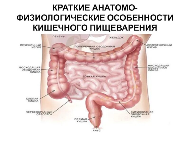 Двенадцатиперстная кишка процесс пищеварения. Анатомо физиологическое строение желудка. Анатомо физиологические особенности желудка. Анатомо-физиологическое строение двенадцатиперстной кишки. Анатомо-физиологическая характеристика желудка.