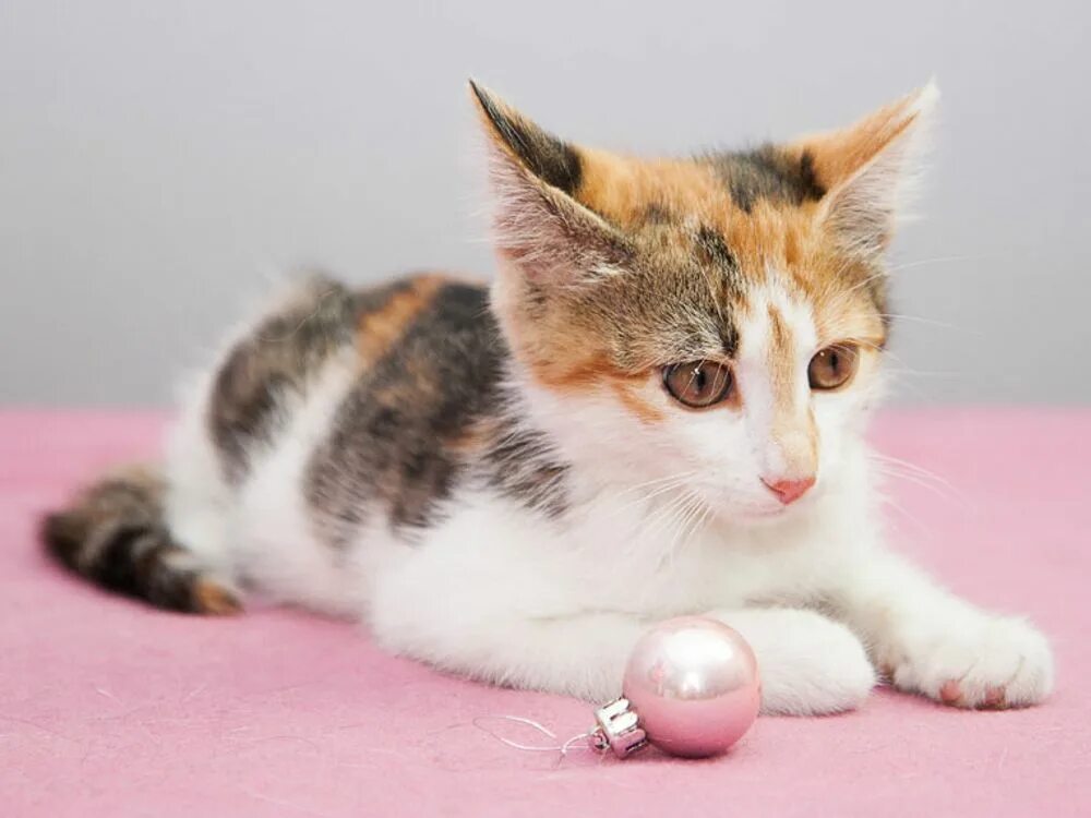 Кошка британка трехцветная. Трёхцветная кошка с голубыми глазами. Трехцветные кошки только девочки. Сибирская кошка трехцветная котенок. Трехцветные кошки только девочки.