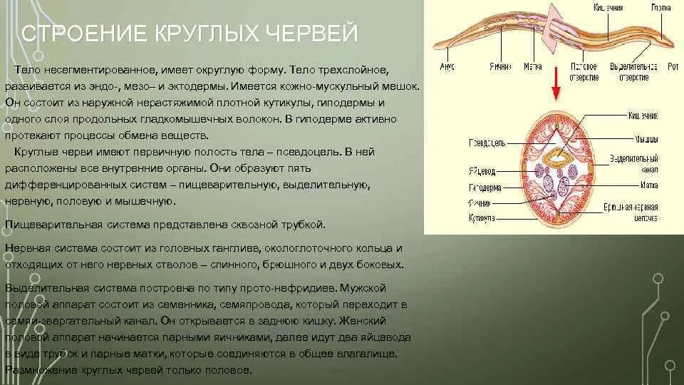 Мускульный мешок круглых червей. Кожно мускульный мешок нематод. Кожно мускульный мешок нематод состоит из. Внутреннее строение круглых червей. Организм круглых червей развивается из.