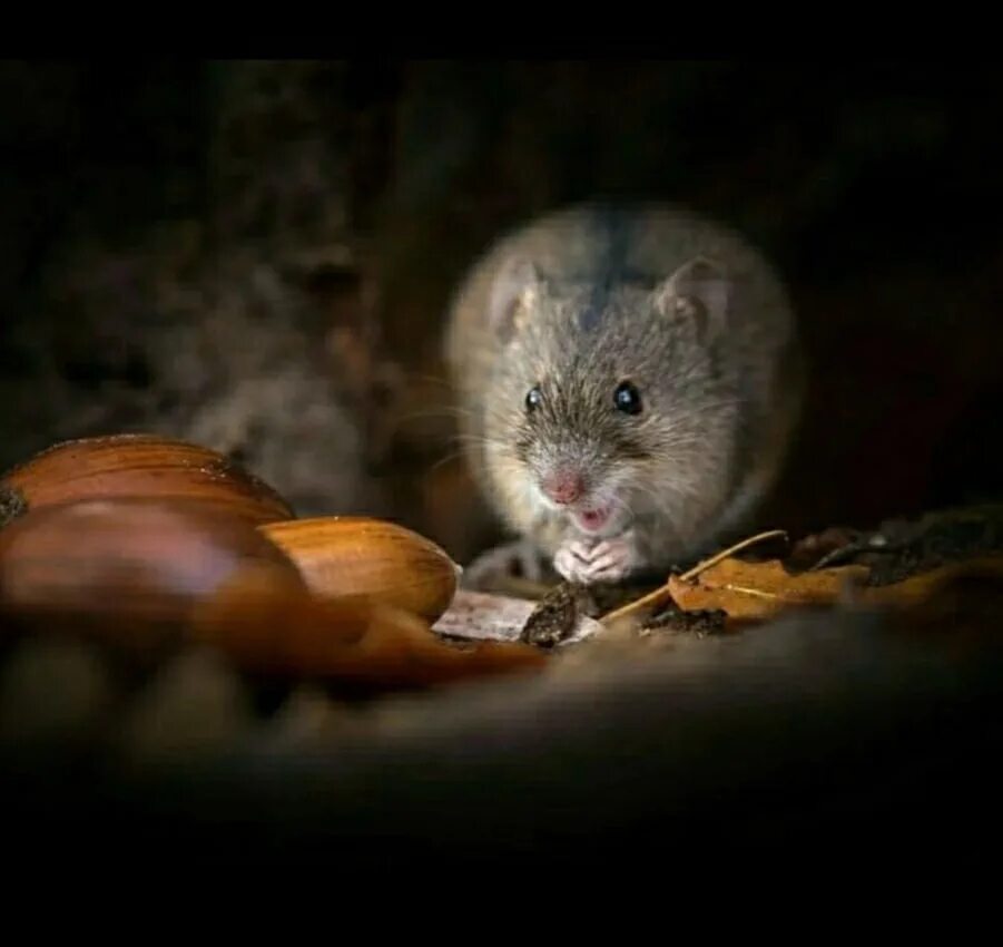 Полевые мыши зимой. Мышь Лесная полевка. Мышка полевка зимняя. Мышь полевка выводок. Полевая мышь зимой.