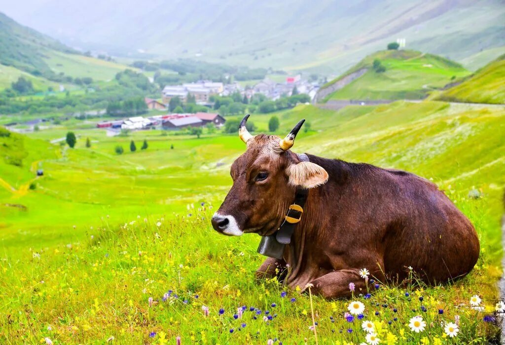 Сколько живут коровы в домашних