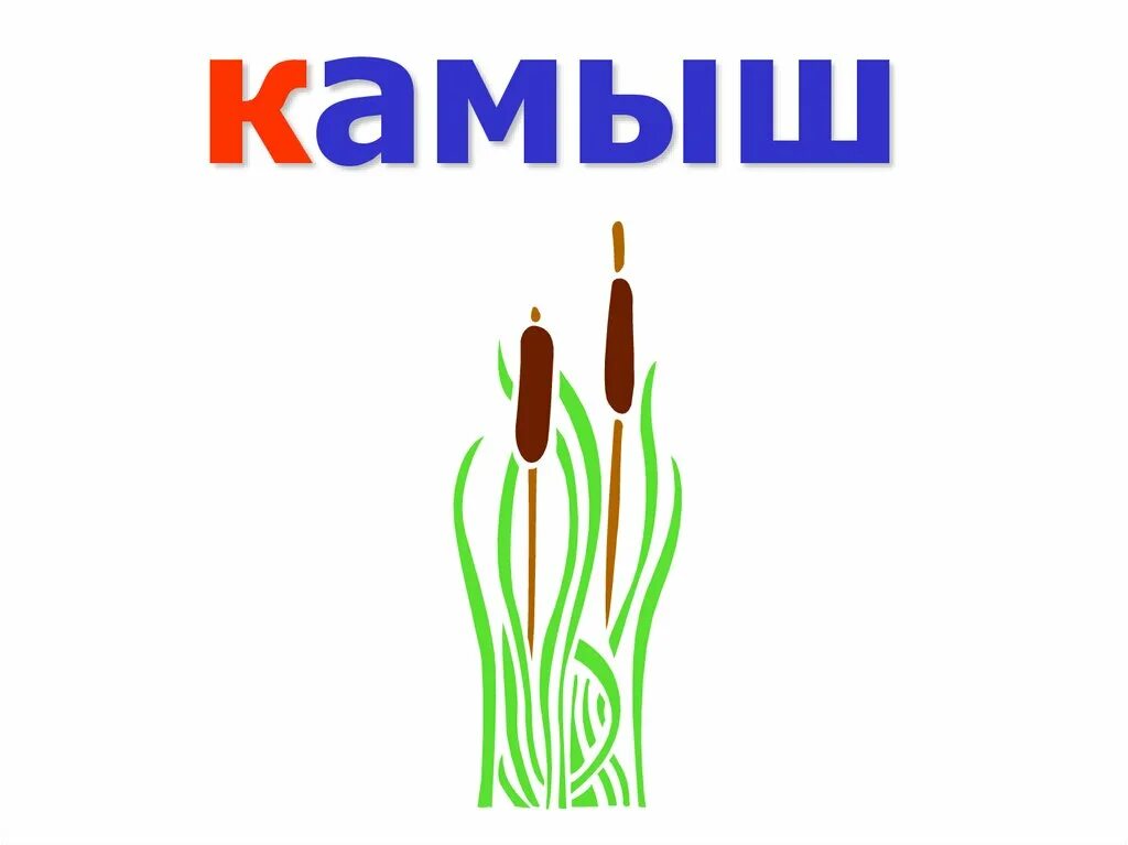 Камыши звуки и буквы. Камыш рисунок. Камыш строение. Камыш и ветер. Рогоз.