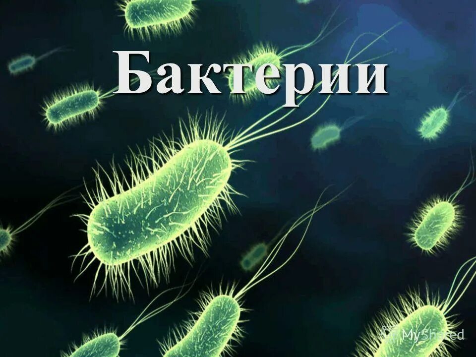 Гнилостные бактерии редуценты