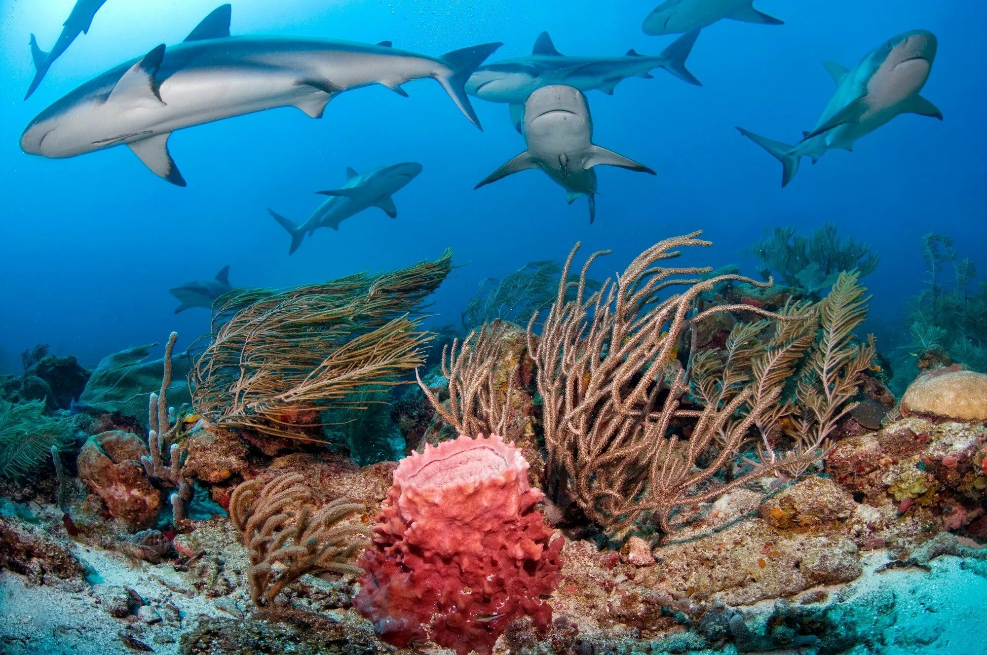 Рифовая акула в Красном море. Большой Барьерный риф Австралия. Океаническая рифовая акула.