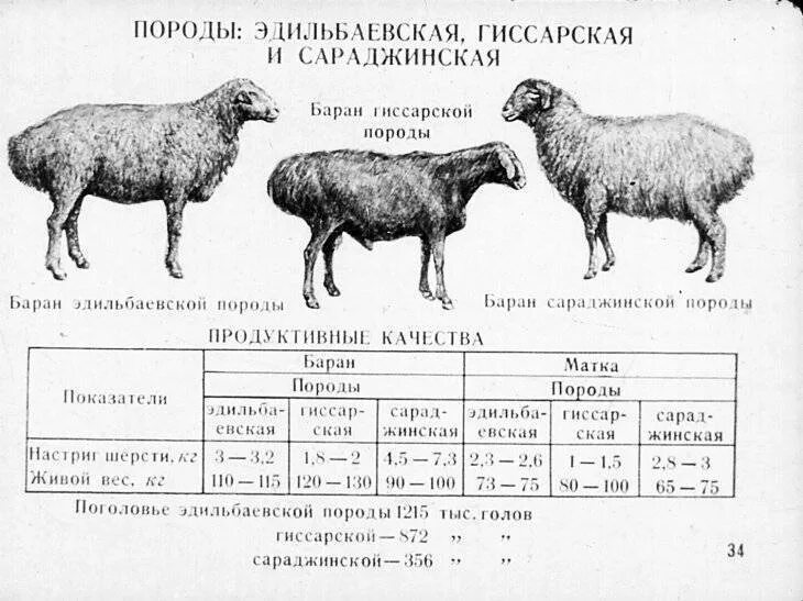 Живой вес сколько мясо. Средний вес барана Эдильбаевской породы. Эдильбаевская порода овец вес. Овцы Эдильбаевской породы вес. Сколько весит баран Романовской породы 1 год.