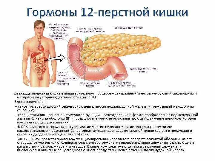 Двенадцатиперстная кишка процесс пищеварения. Эндокринная функция 12 перстной кишки. Функции 12 перстной кишки в пищеварительной системе. Гормоны 12 перстной кишки. Гормоны ЖКТ образующиеся в 12перстной кишке.