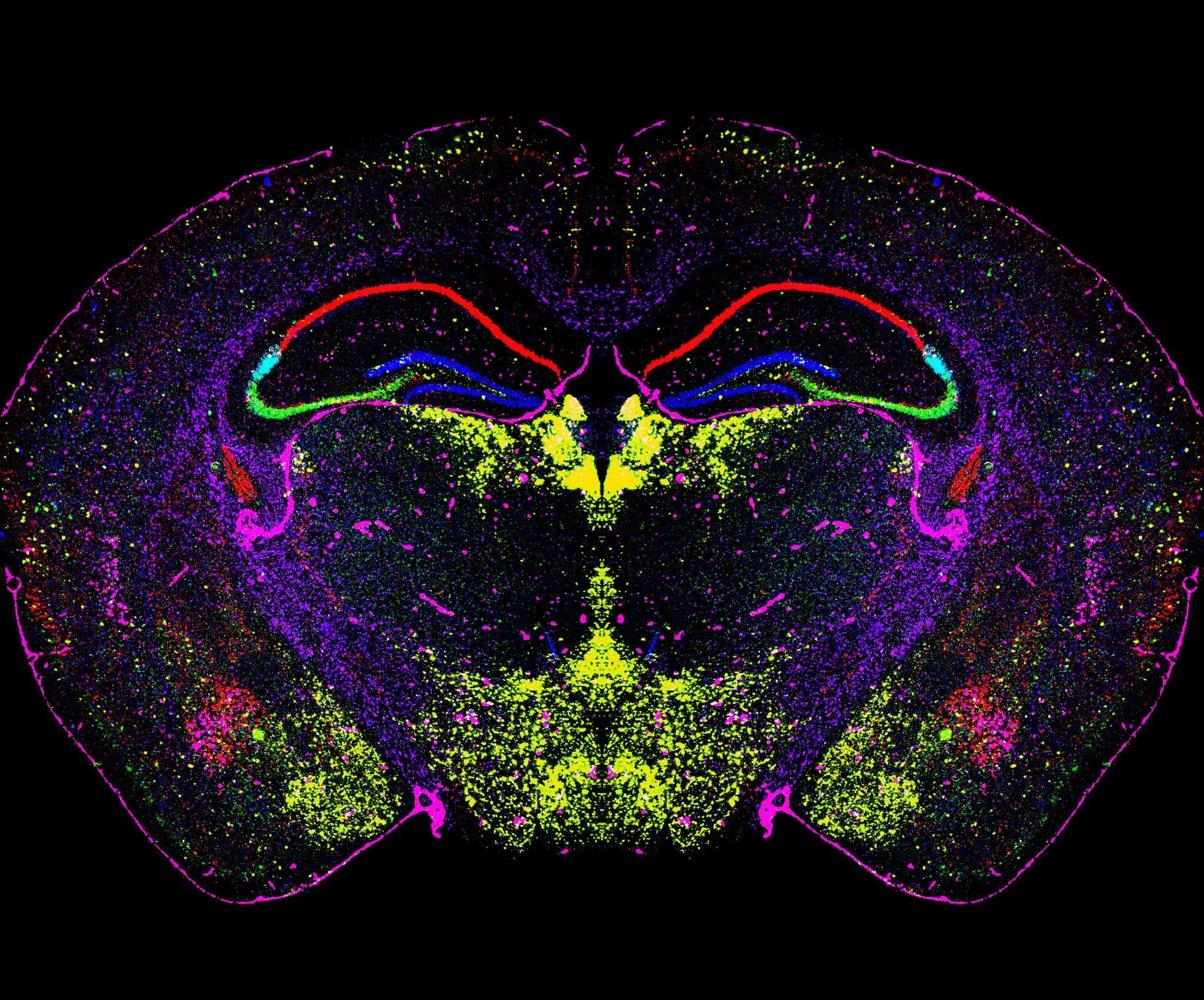 Brain dr. Лсд под микроскопом. Микромир логотип. LSD Science and Technology. Mouse Brain.