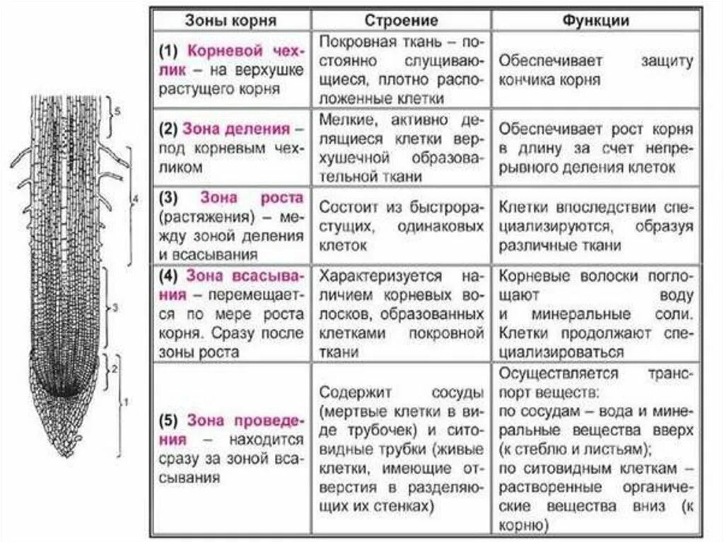 Таблица зона корня особенности строения функции. Биология 6 класс таблица зона корня строение функции. Внутреннее строение корня 6 класс таблица биология. Функции зон корня биология 6 класс.