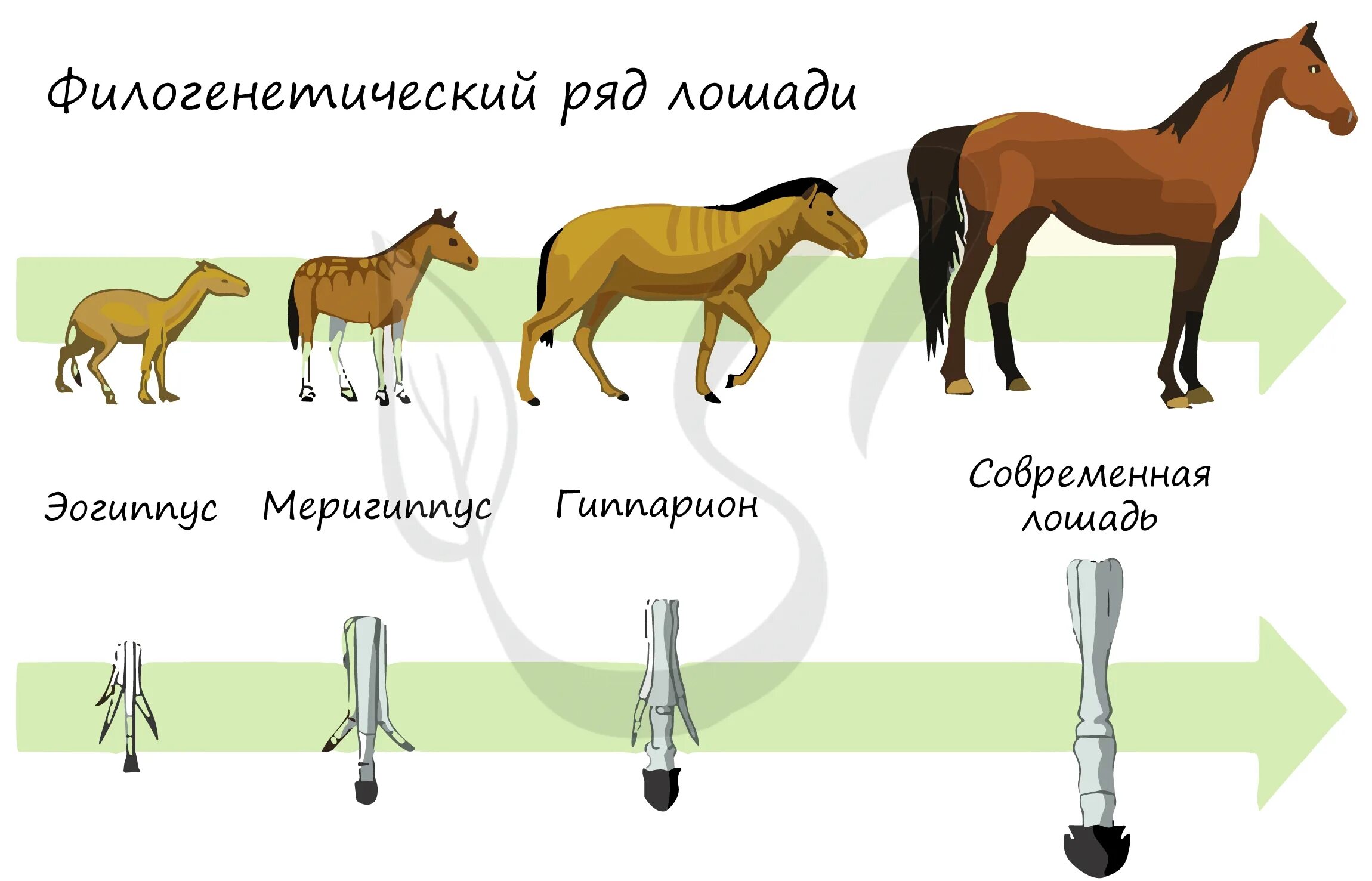 Филогенетический ряд конечностей лошади. Эволюция филогенетический ряд лошади. Филоґенетический РЧД лошади. Филогенетические ряды лошади описал.