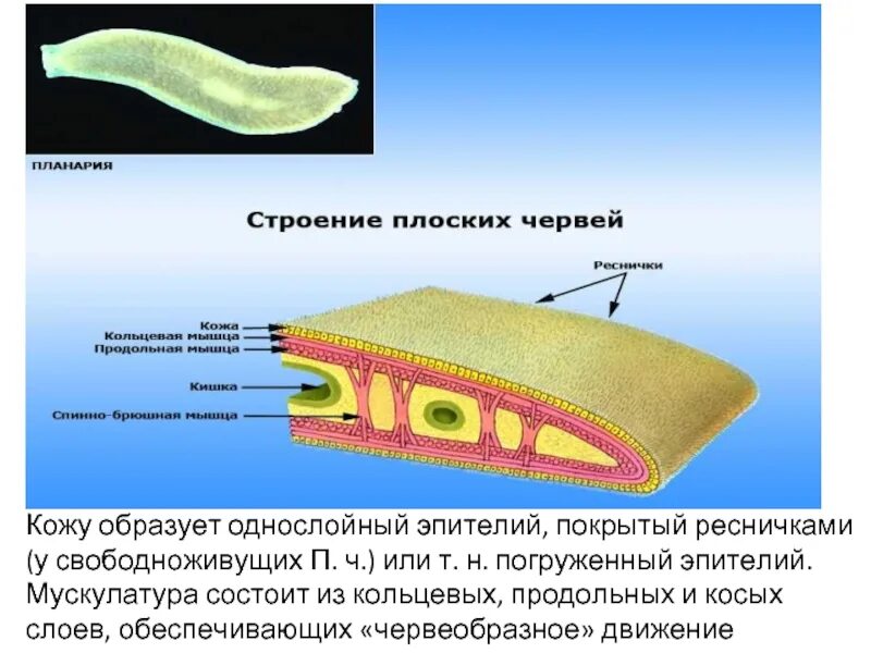 Мускулатура состоит из одного слоя продольных мышечных