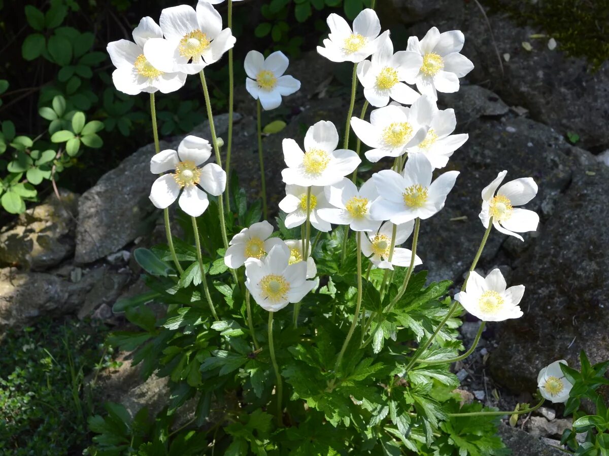 Ветреница Лесная (Anemone Sylvestris). Е́треница лес-ная (Anemone Sylvestris). Ветреница Лесная (Anemóne Sylvéstris). Ветреница (анемона) Лесная (Anemone Sylvestris). Анемона цветок фото и описание