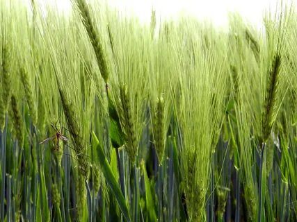 Plant wheat