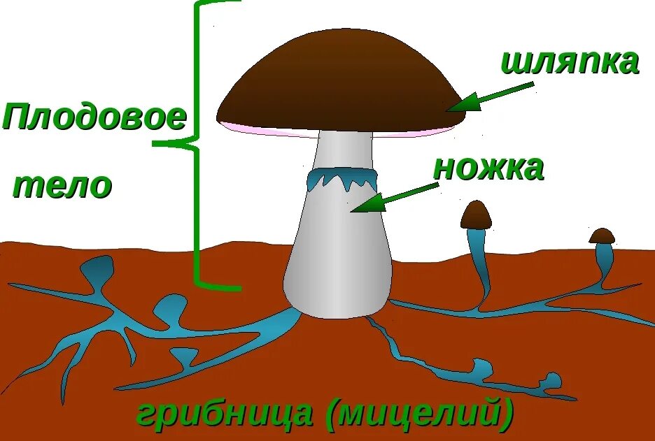 Грибы строение шляпочных грибов. Гриб строение шляпочного гриба. Строение шляпочного гриба мицелий. Строение шляпочного гриба строение.