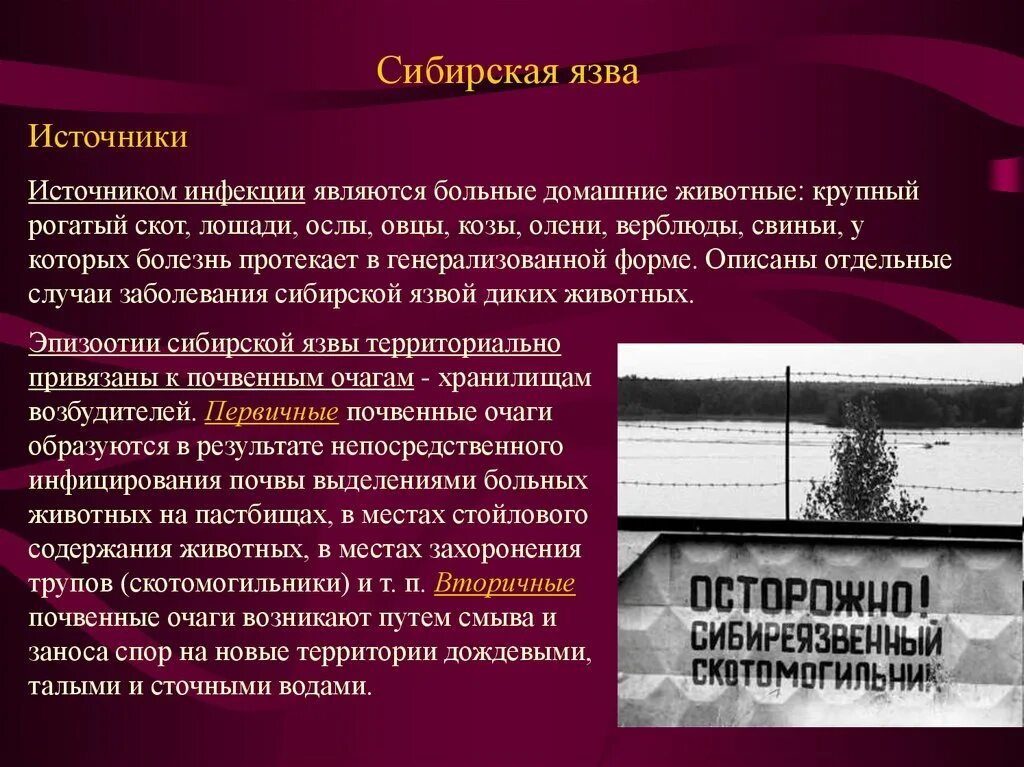 В скотомогильниках бактерии очень опасного заболевания. Характерный признак сибирской язвы. Источники заболевания сибирской язвы. Сибирская язва презентация. Sibrskaya yazva.