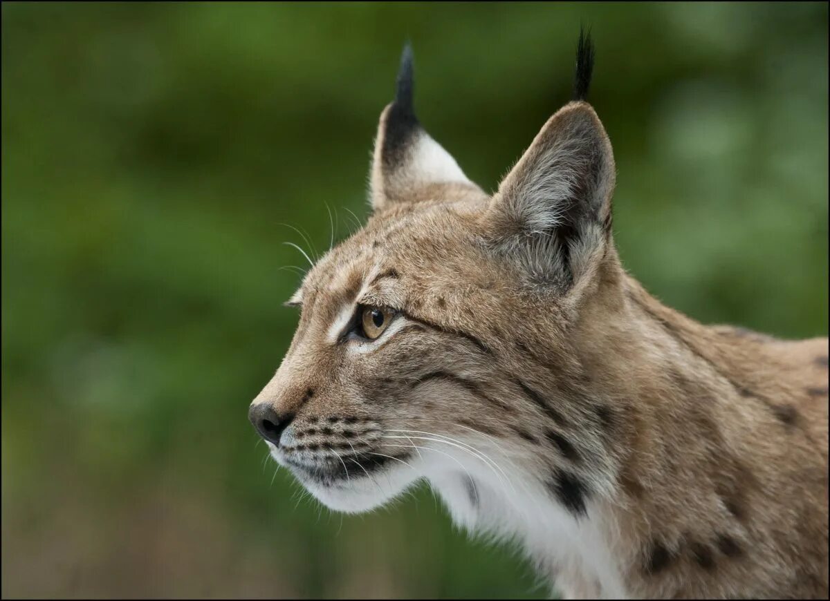 рысь лицо. рысь обои. рысь грустит. рысь морда спереди. рысь лицо.