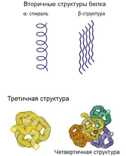 А спираль белка