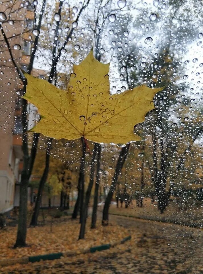 Дождь осенью. Дождливая осень. Осень дождь. Дождливый осенний день.