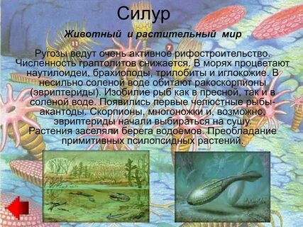 Эра растительный мир животный мир