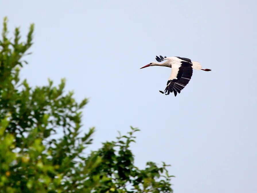 Теперь молодые аисты летали каждый день и задерживались в небе. Русский язык 7 класс упражнение 220. Фотообои аисты. Полет аиста. Летят журавли.