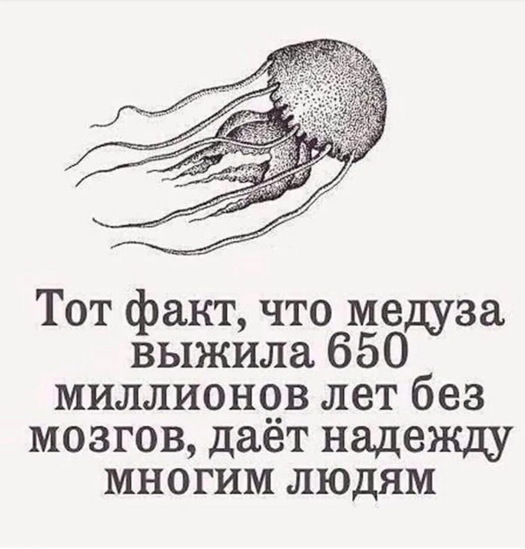 Что такое у тебя есть мозги. Что такое у тебя есть мозги
