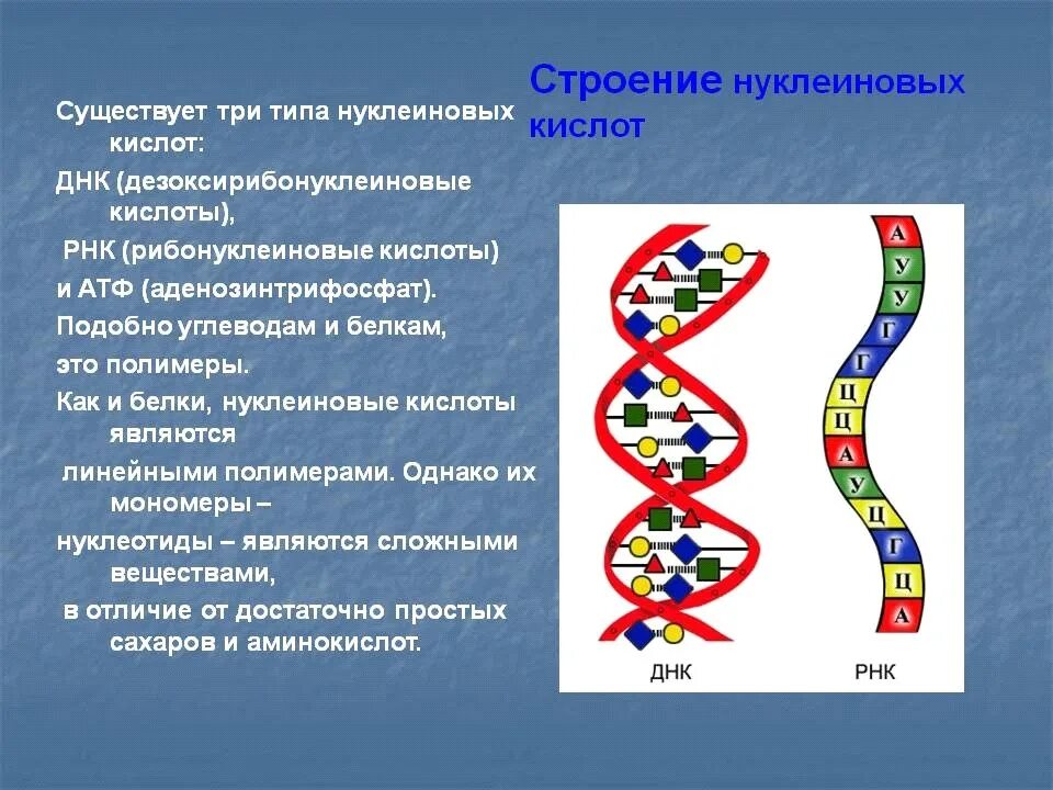 Нуклеиновые кислоты рнк функции. Строение нуклеиновых кислот ДНК И РНК. Строение ДНК РНК АТФ. Структуры ДНК РНК АТФ. Строение нуклеиновых кислот АТФ.