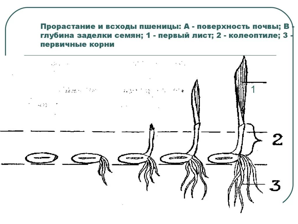 С чего начинается прорастание семени и почему. Прорастание пшеницы схема. Этапы прорастания пшеницы. Схема прорастания семян 6 класс. Фазы прорастания семени пшеницы (схема).