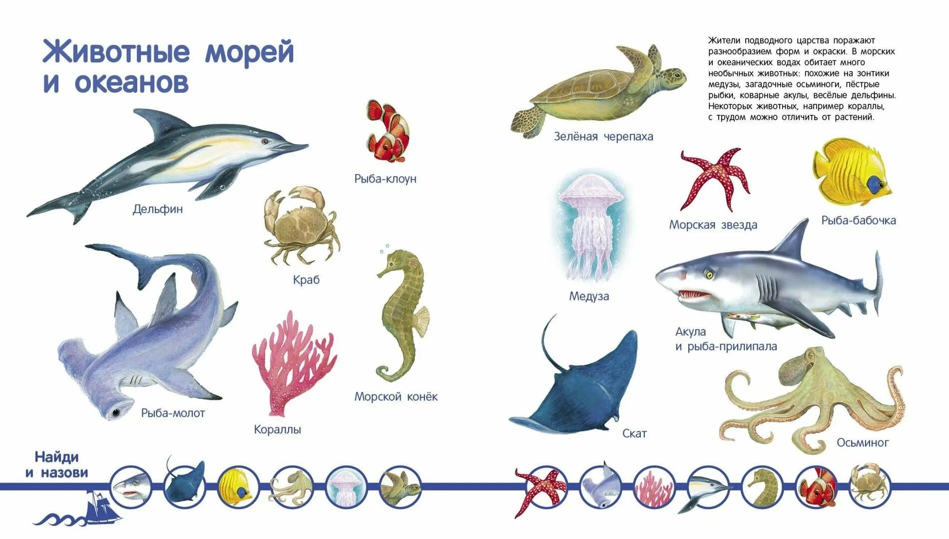 Обитатели океана конспект. Обитатели моря. Животные морей и океанов для детей. Обитатели моря для детей. Морские обитатели с названиями для детей.