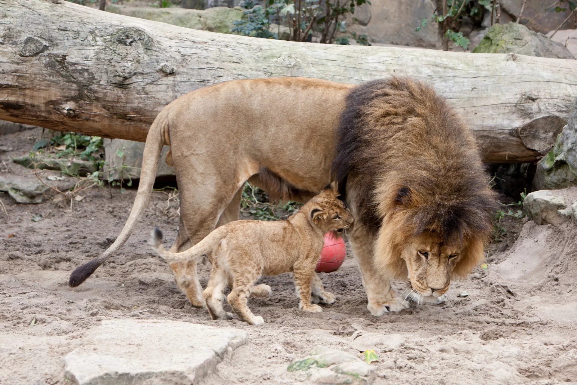 Кот лев. Детеныш Льва. Лев и котенок. Кошачьи Лев. Лев с львенком в зоопарке.