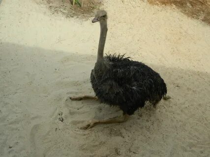 Resting Ostrich.jpg.