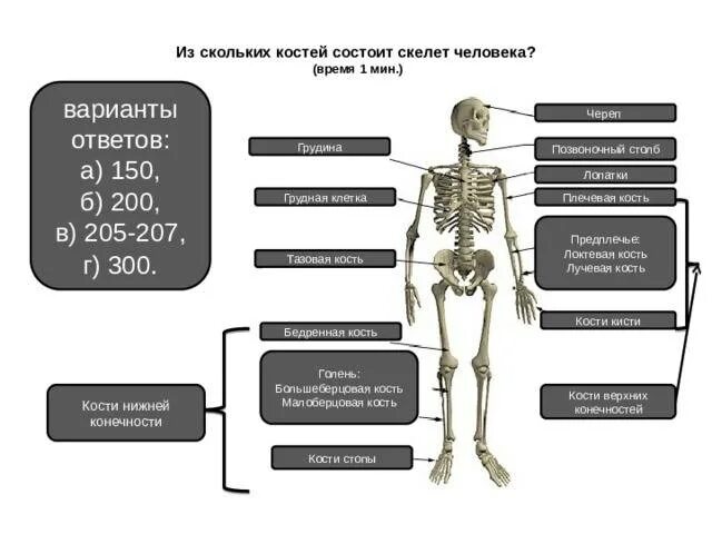 Сколько всего костей в скелете человека. Из чего состоит скелет. Сколько всего костей у человека взрослого. Из скольких костей состоит скелет взрослого человека.