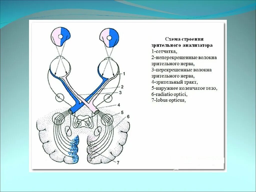 Путь зрительного анализатора схема. Схема зрительного анализатора сбоку. Схема строения зрительного анализатора человека. Схема строения глазного анализатора. Пути глазки