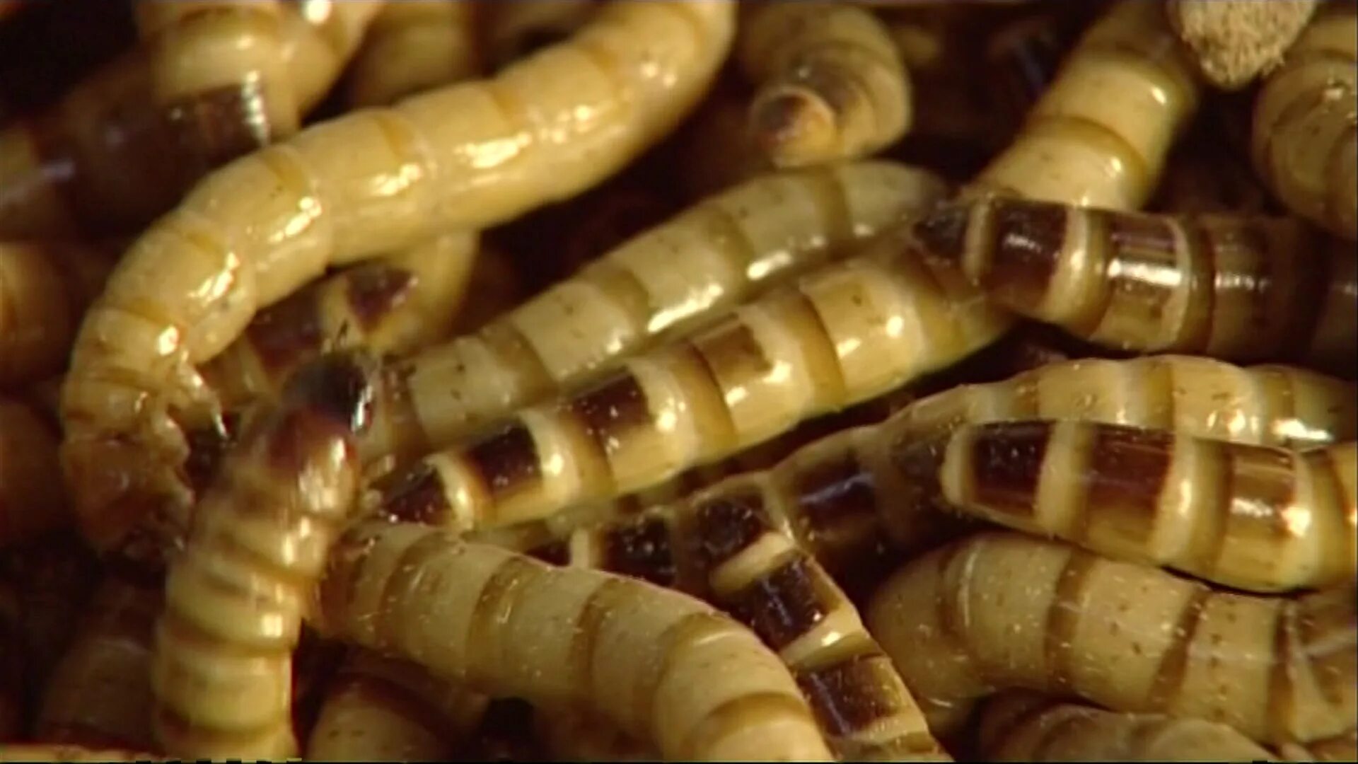 Жук мучной хрущак. Большой мучной хрущак червь. Жук червь. Жук мучной хрущак. Жук хрущак личинка.