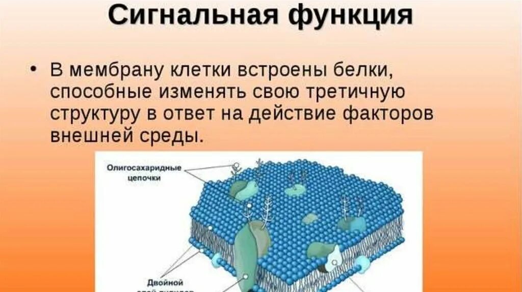 Какие функции выполняют белки мембран. Сигнальная функция белков. Сигнальная функция мембраны клетки. Рецепторная функция белка и сигнальная. Сигнальная функция белков мембраны.