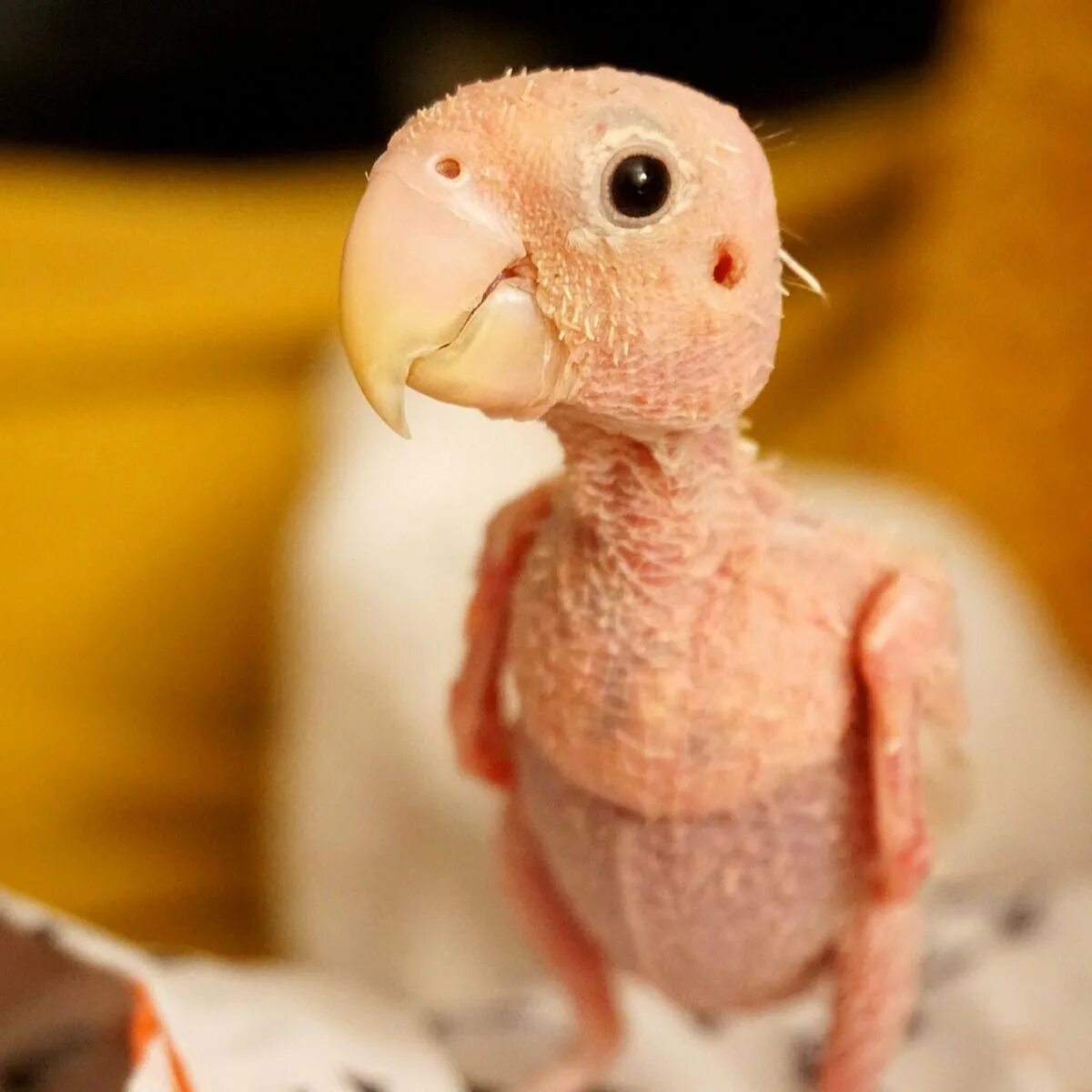 Человек животное без перьев