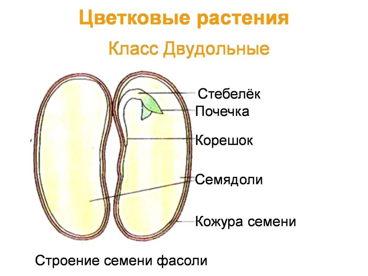 Кожурой составить. Структуры семени семядоля двудольного растения. Строение зародыша однодольных растений. Структура семени двудольного растения рисунок. Строение семени двудольного растения.