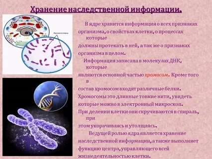 Все функции целого организма выполняет клетка