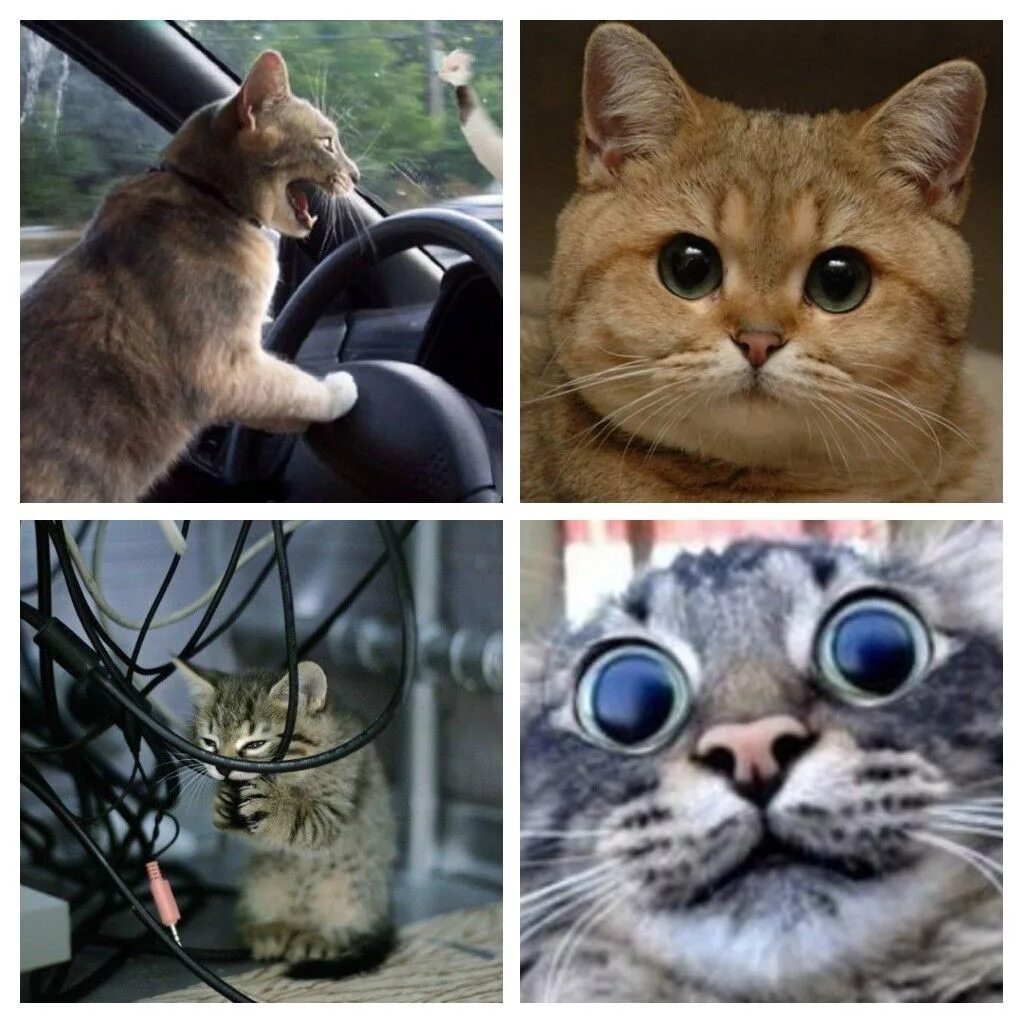 Включи видео где котик. Кот Мем. Популярные мемы с котами. Кот Пидрила. Исходники мемов с котами.